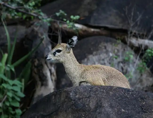 Omo National Park